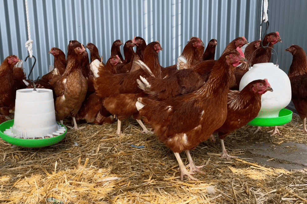 Chicken deliveries